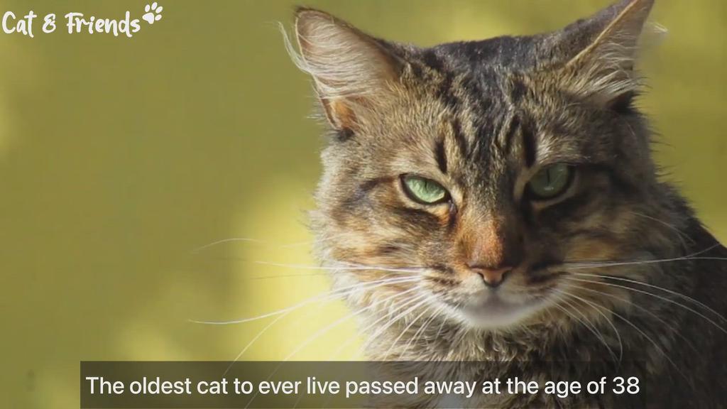 'Video thumbnail for 10 ways to make your cat live longer'
