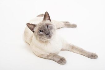 lilac point siamese