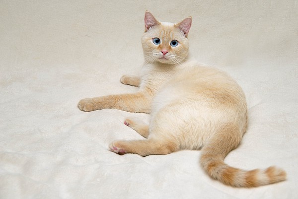 Red point, flame point siamese cat