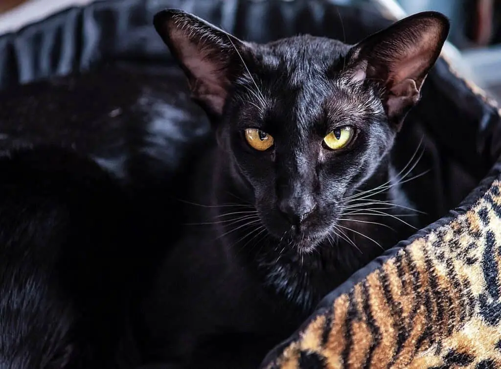 black siamese cat, oriental cat