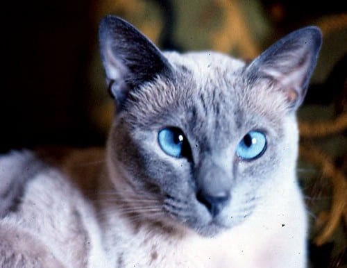 blue point siamese cat