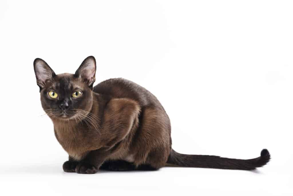 brown burmese cat