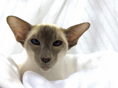 caramel point wedgehead siamese cat