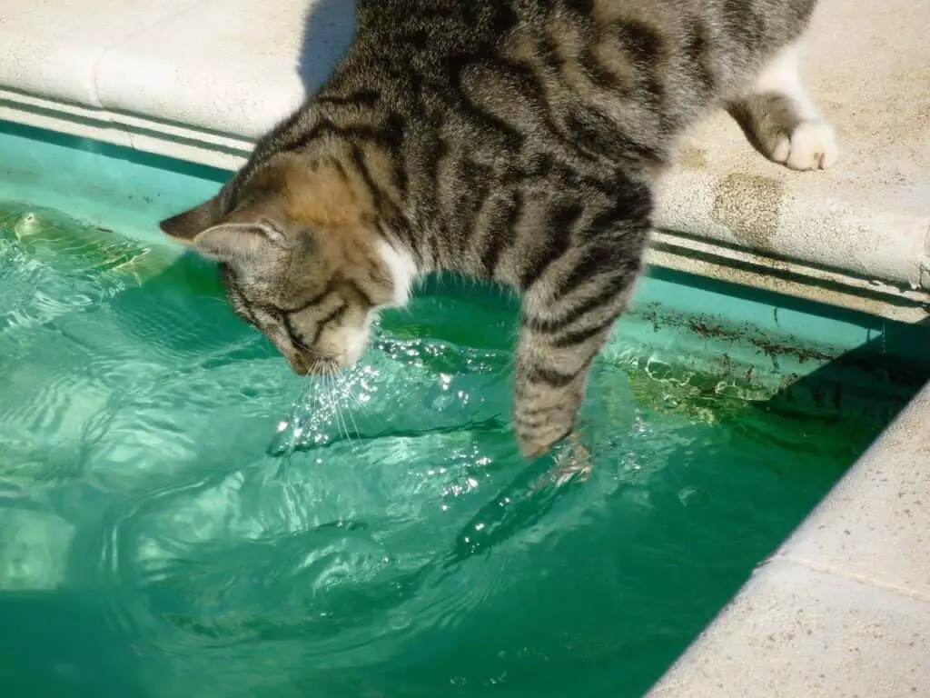 cat fishing in pool with paw