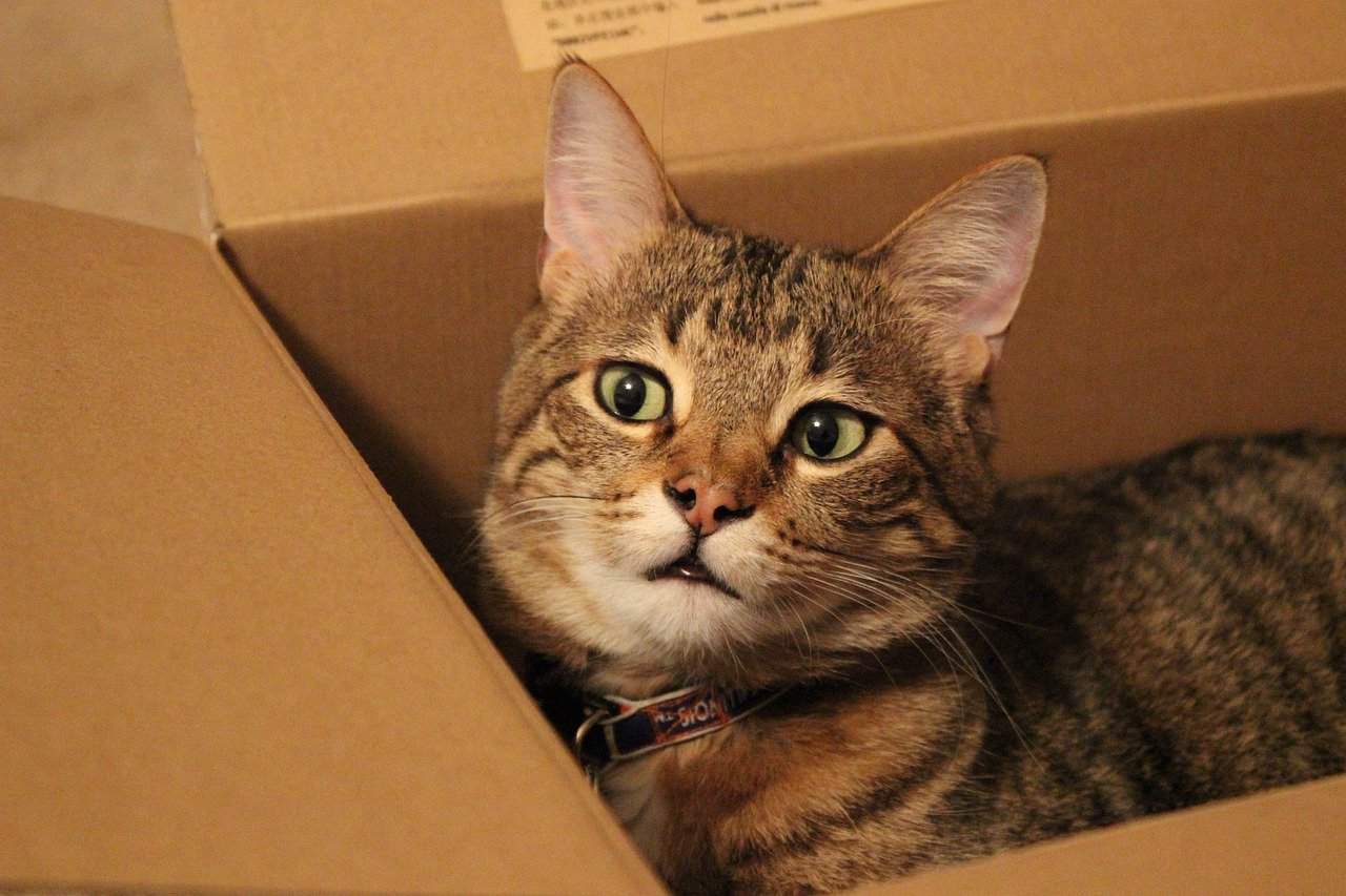 Reasons Why Cats Love Cardboard