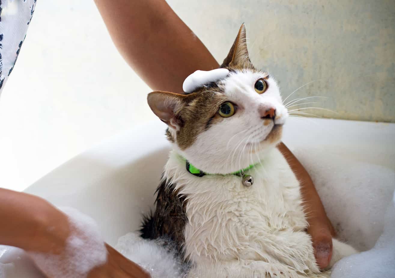 cat in bath tub - how often should you bathe your cat?