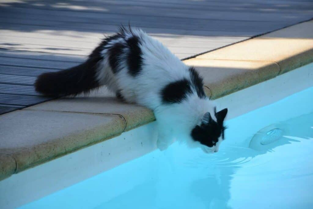 can cats swim - cat near a swimming pool
