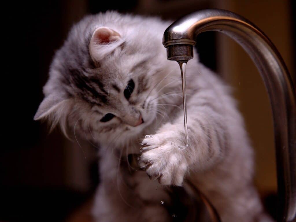 Cat getting paw wet under tap
