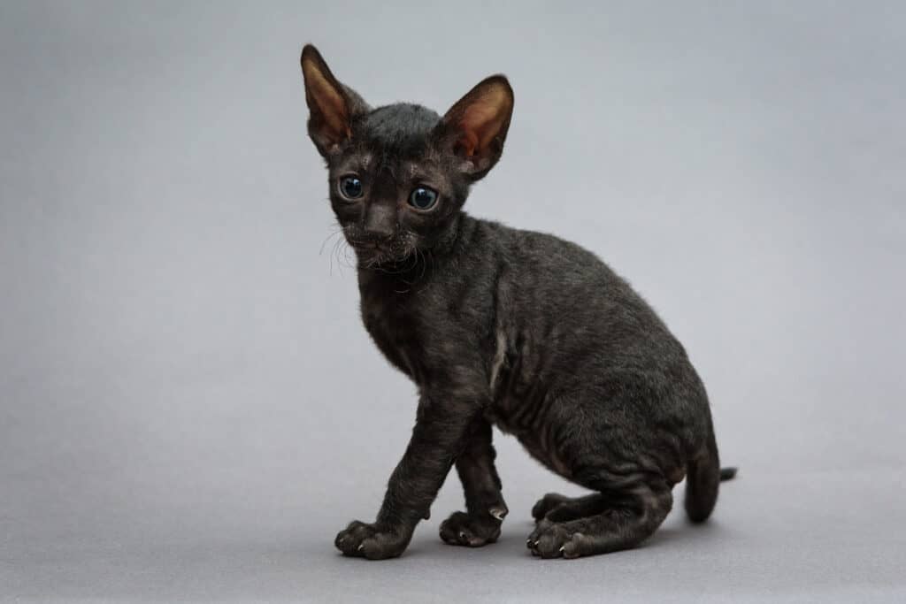 black cornish rex cat