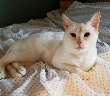 cream point siamese cat