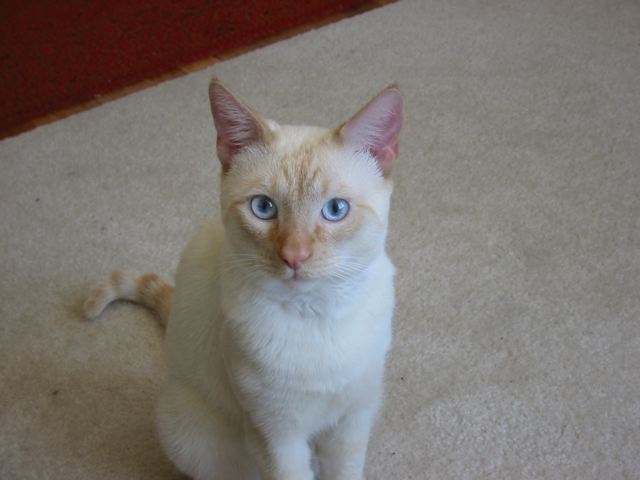 Flame point siamese cat