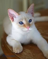 flame point siamese cat, white and red with great personality