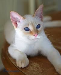 Flame Point Siamese