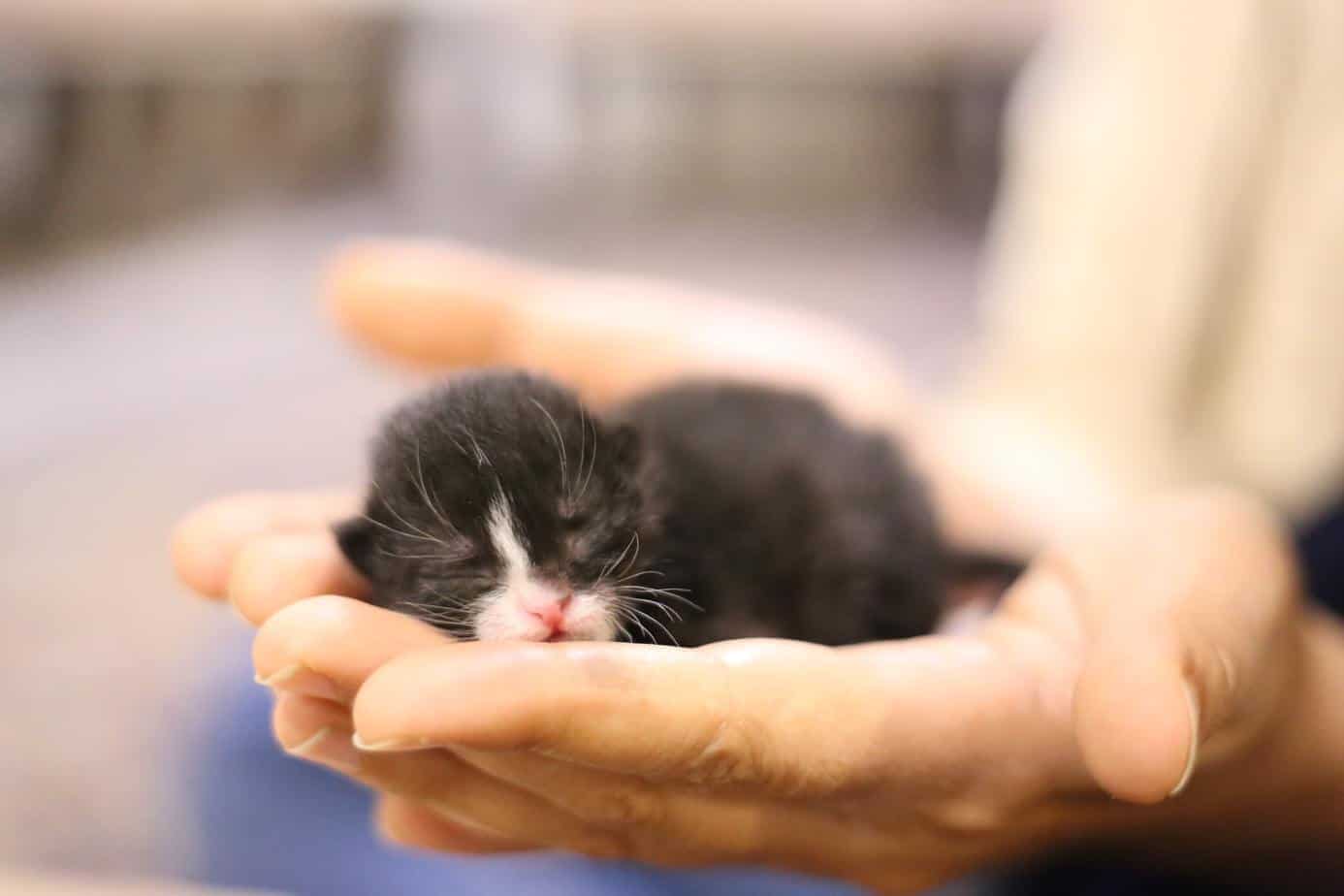 abandoned kitten in hand