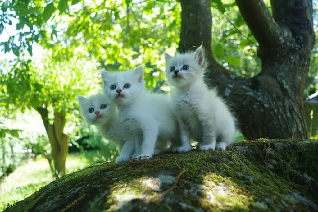 Separated and abandoned kittens