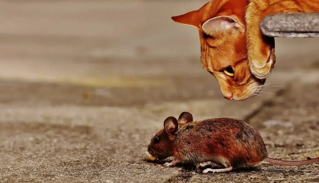 Cat catching a mouse to show affection to humans