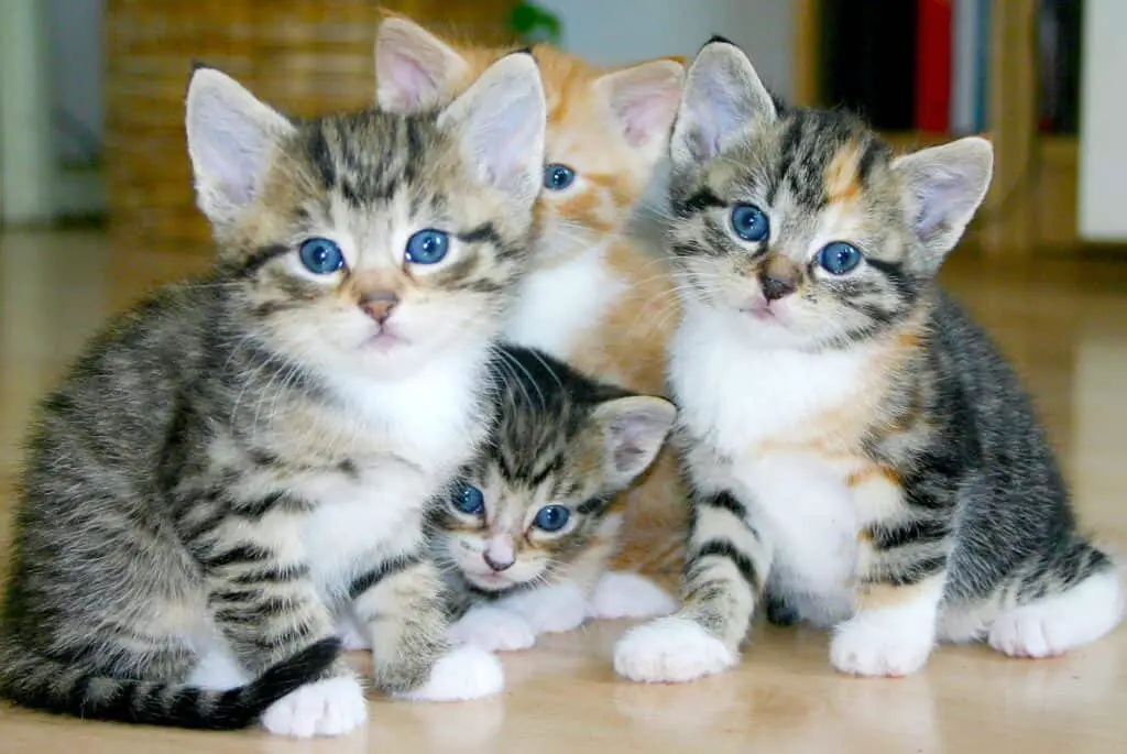 What to do with abandoned kittens. Why do mother cats abandon their kittens?