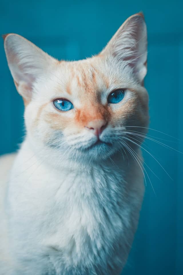 red point siamese