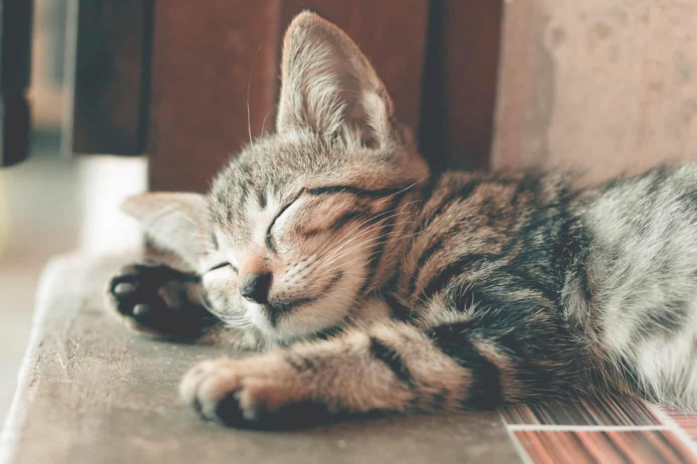 Do Cats Have Bad Dreams?