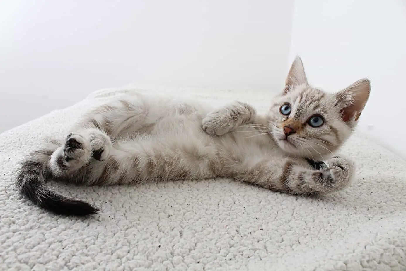 grey tabby kitten lying down and showing her belly