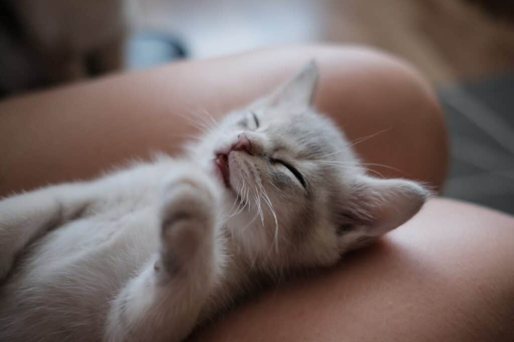 close up photo of white short fur kitten sleeping on persons leg
