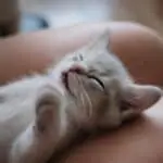 close up photo of white short fur kitten sleeping on persons leg