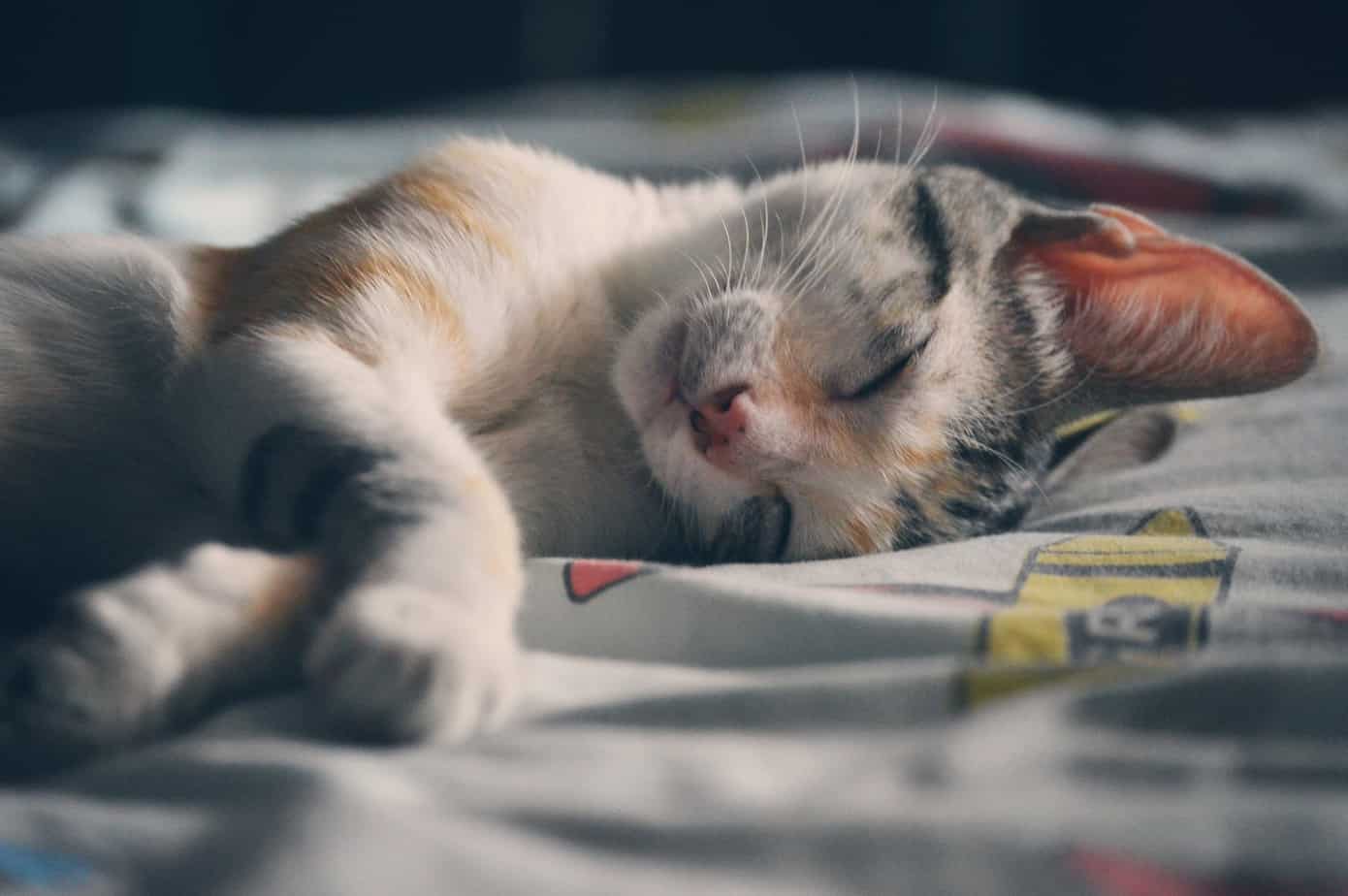 white orange and gray tabby cat lying on gray textile