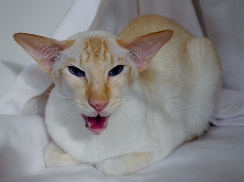 flame point red siamese cat