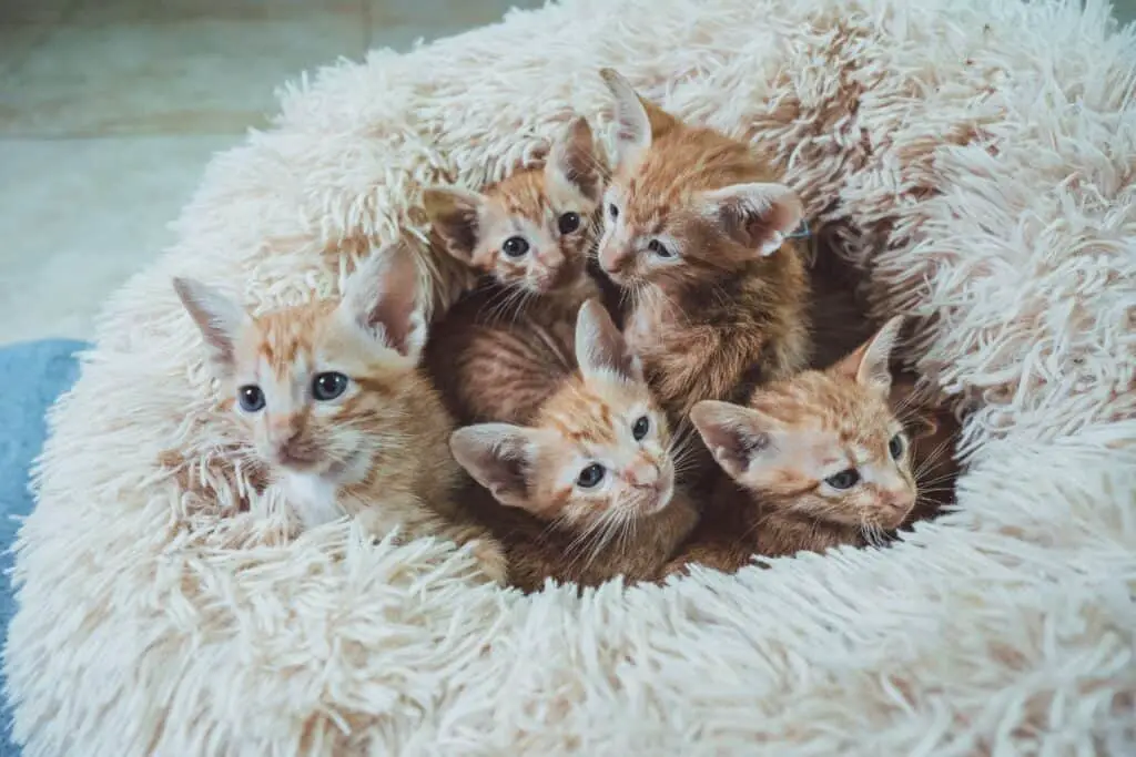 kittens