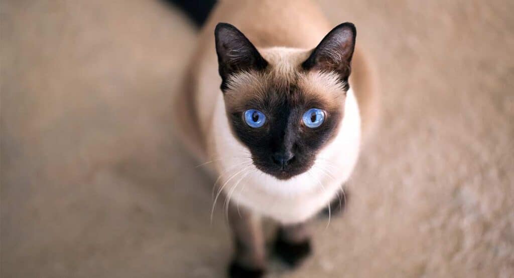 seal point siamese cat