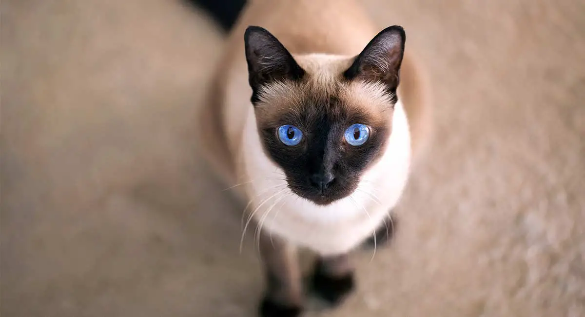 Blue Point Siamese Cats: 10 Fun Facts You Didn't Know - wide 4