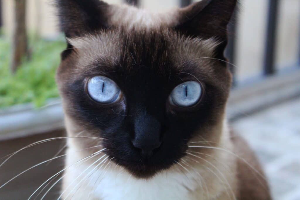 typical siamese cat with darker ends and lighter body coat
