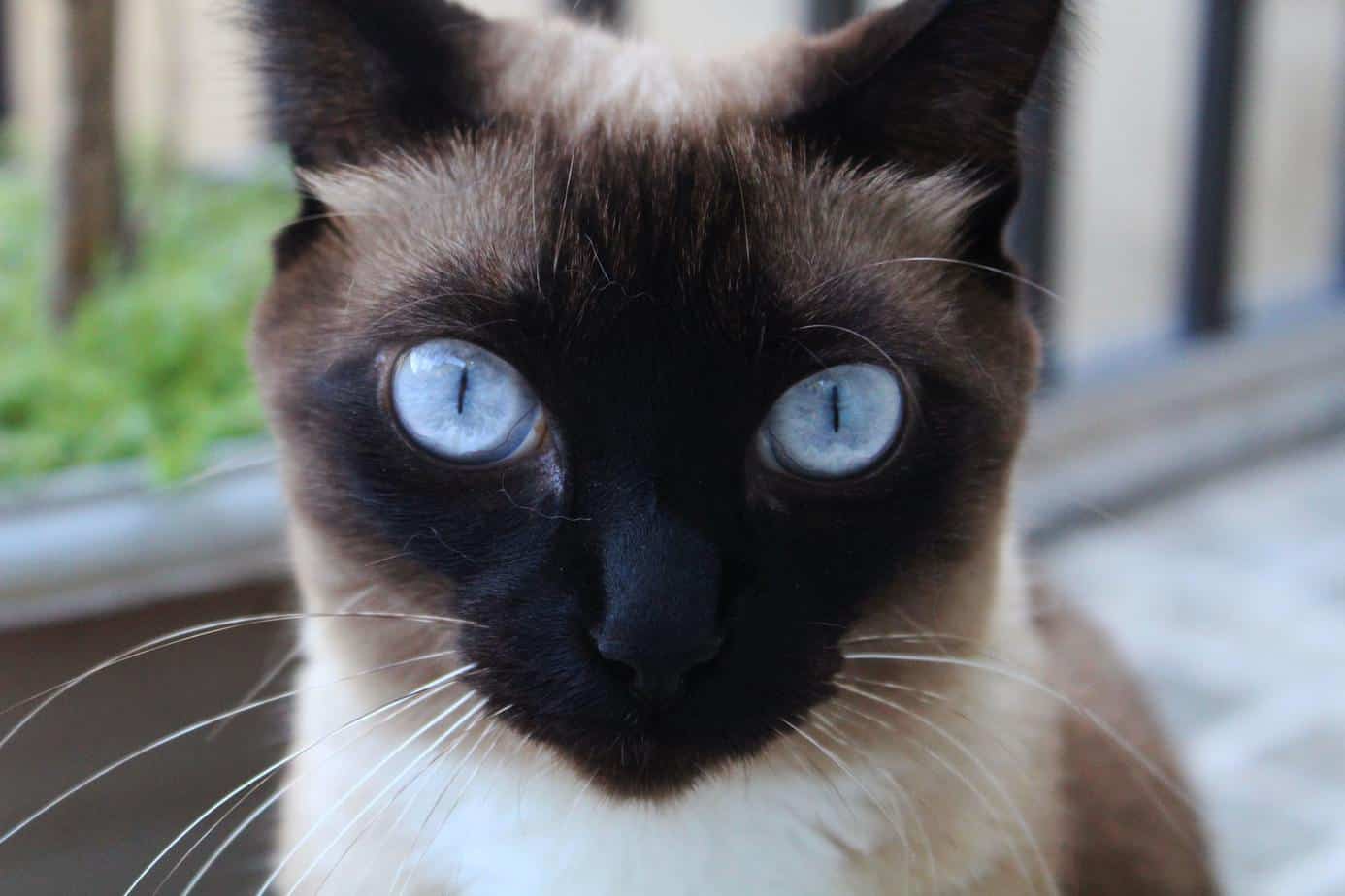Are Siamese Cats Smarter Than Other Cats?