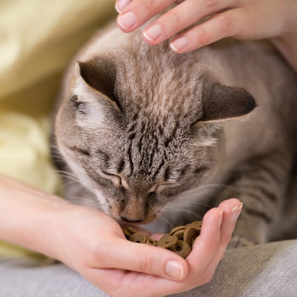 cat eating from hand