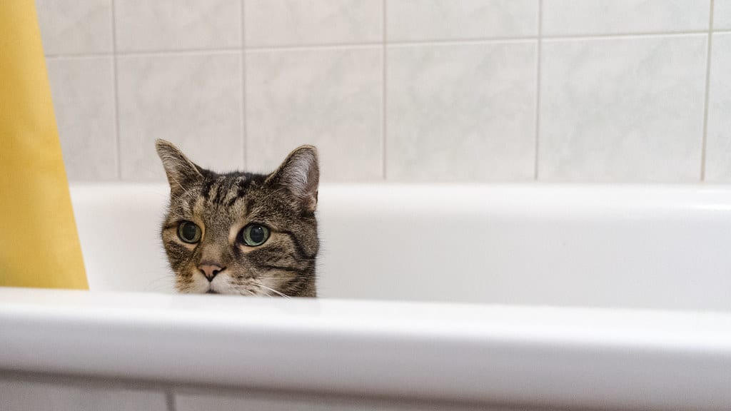 cat in bathroom
