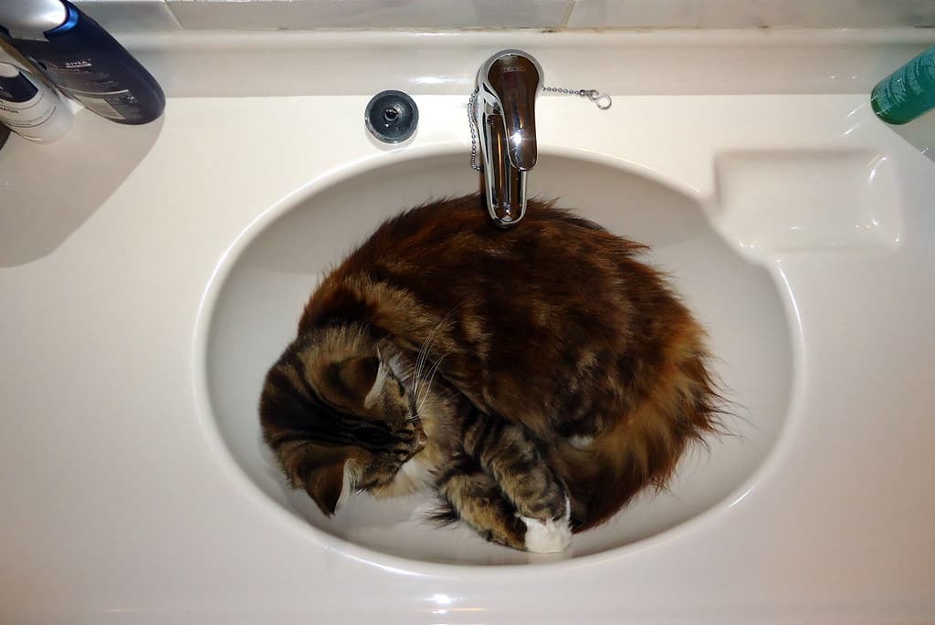 cat sleeping in sink