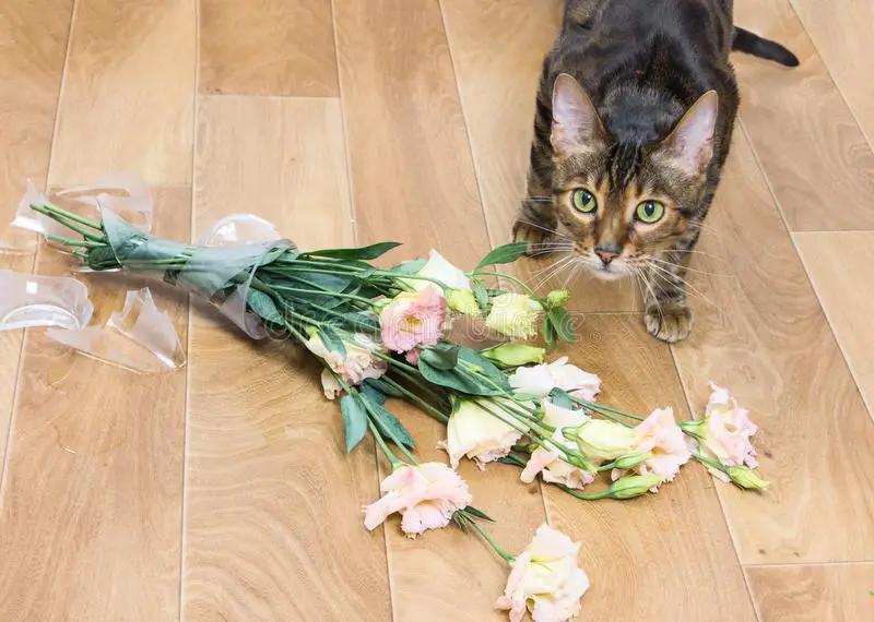cat dropped vase, cat apologize
