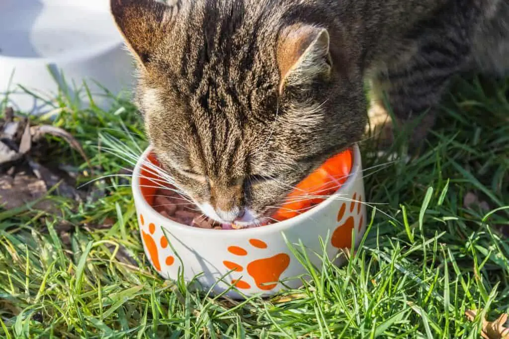 cat eating wet food