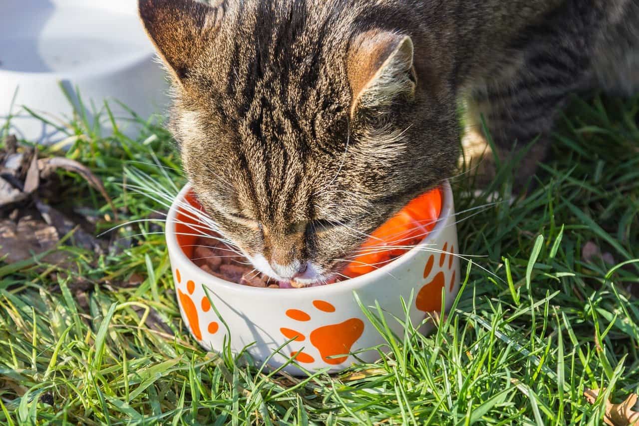 Feed Your Cat Dry or Wet Food? Or both?