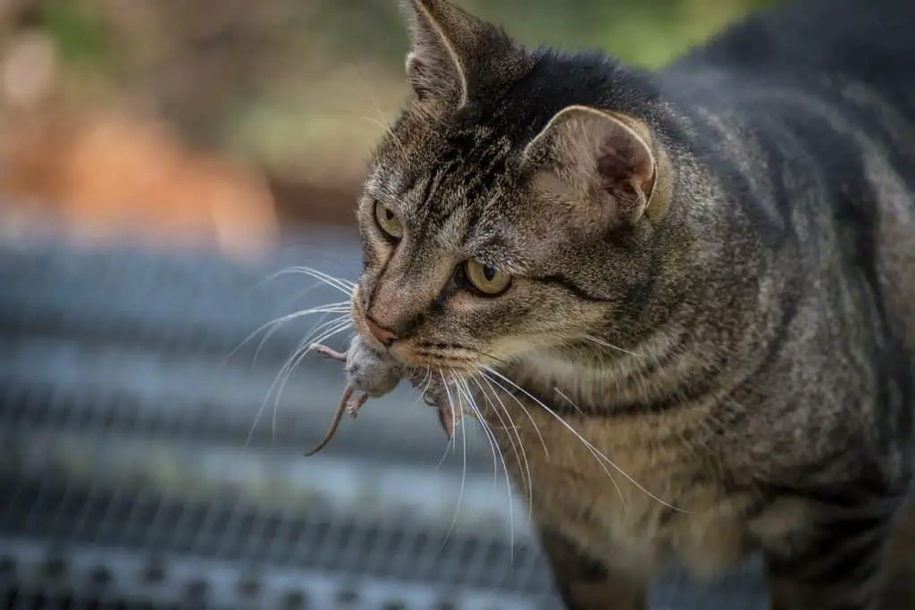 cat catching a mouse