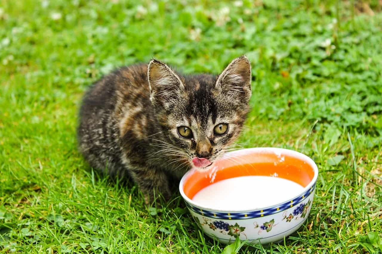 why do cats like milk