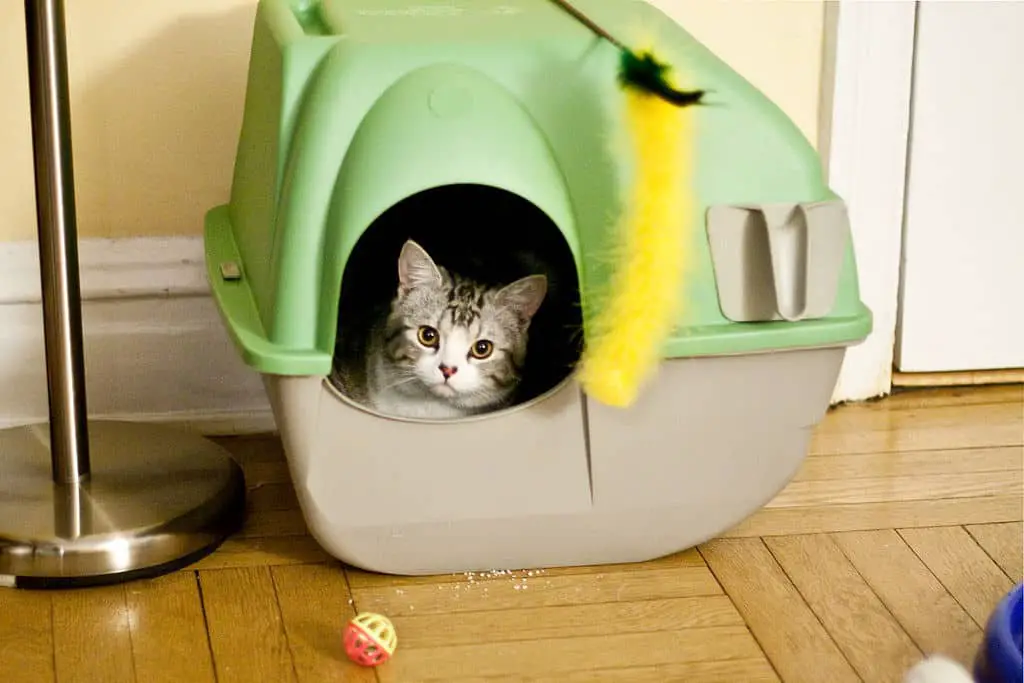 cat in litter box, why do cats bury their poop