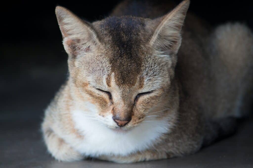 cat sleeping positions explained- cat loaf