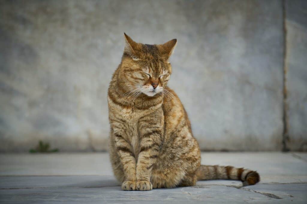 cat sleeping positions explained - sitting up sleeper