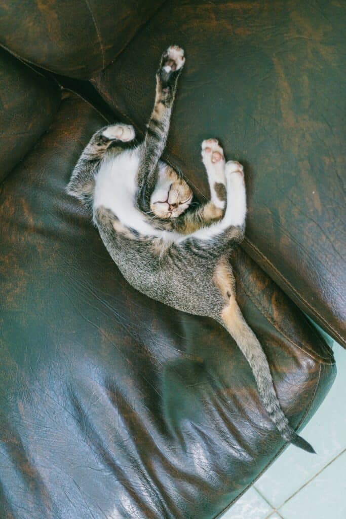 cat sleeping positions explained - contortionist