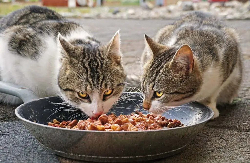 two cats eating kibble