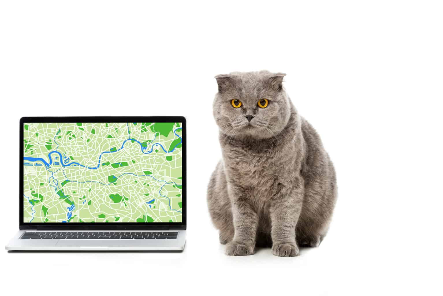 how-do-cats-find-their-way-home-mystery-explained