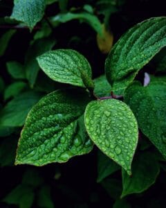 Cats dislike the smell of mint, pine and eucalyptus