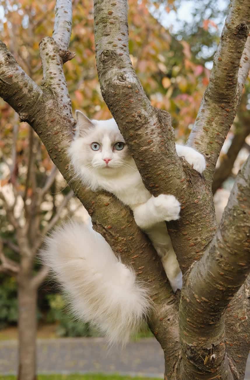 photo of cat climbing on tree