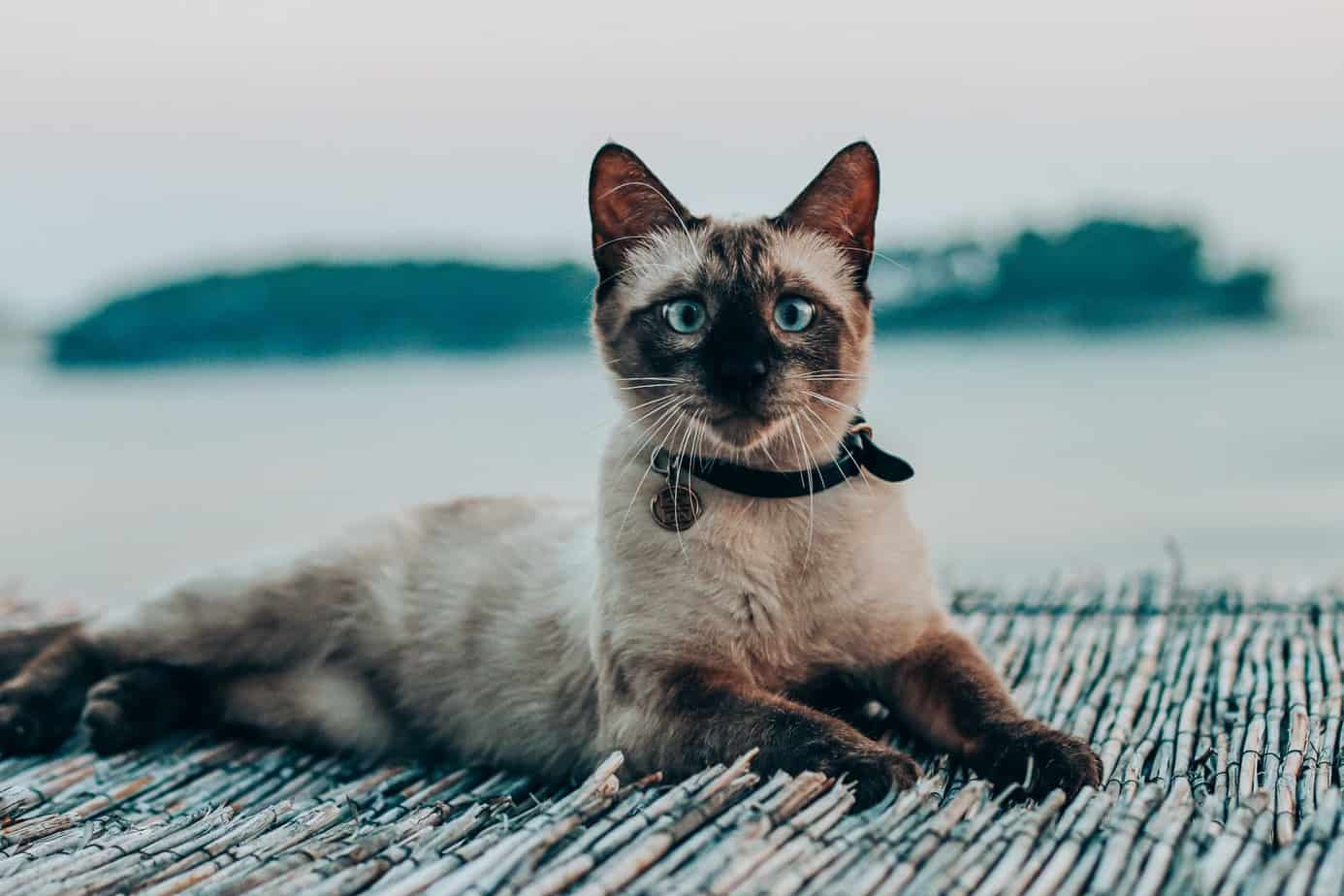 attentive siamese cat resting on boardwalk near sea